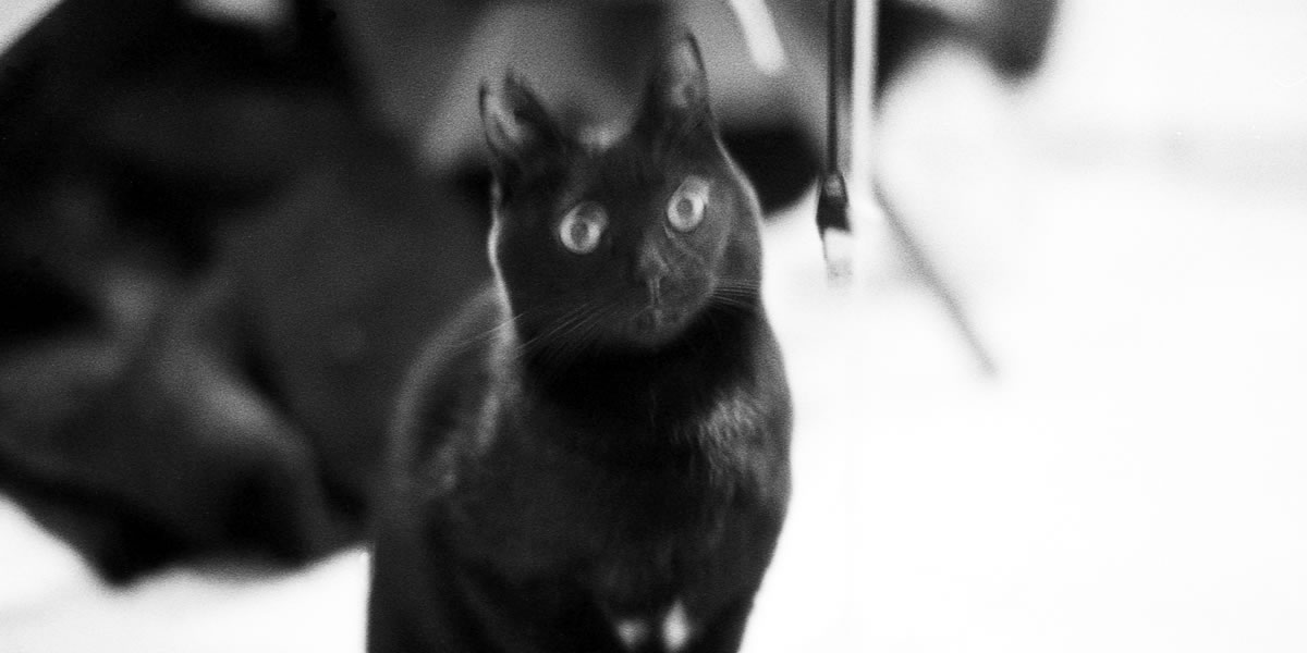 雪に沸き立つ黒猫氏|Leica M5 + SUMMILUX-M f1.4/50mm ASPH. + Marix 400
