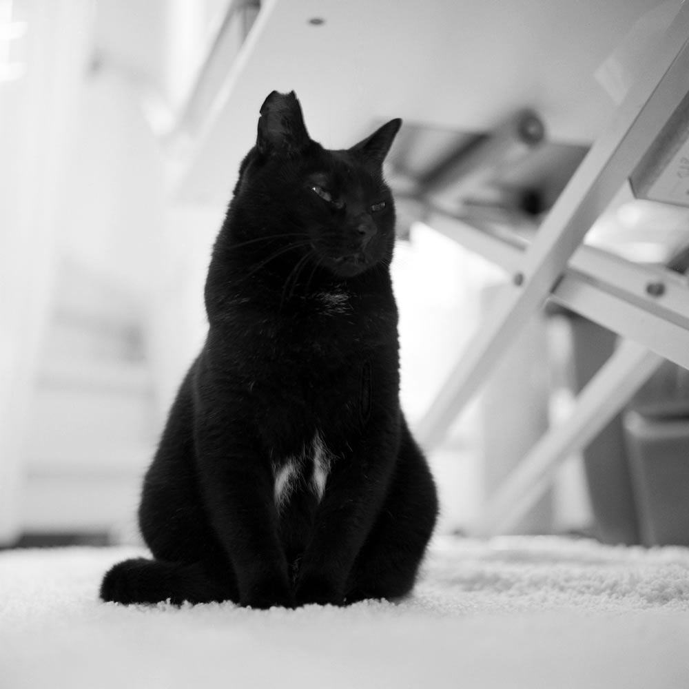 2025年冬ごろの黒猫氏|ROLLEIFLEX 3.5F + Rolleinar 1 Bay II + Kentmere 400