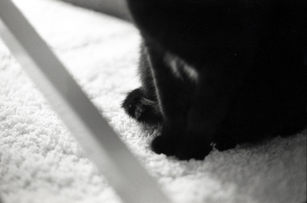 黒猫氏は警戒すると尻尾を丸めます｜Leica M3 + DR Summicron 1:2/50mm + Marix 400