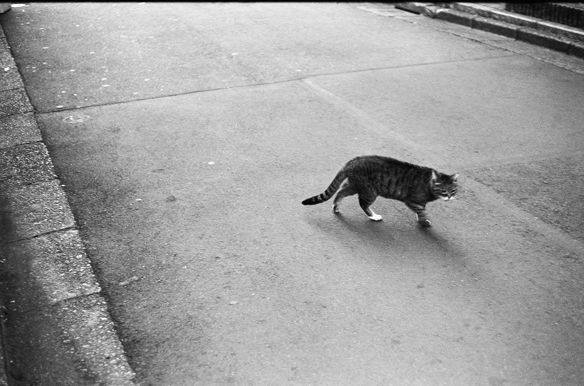 散歩中の猫｜Leica M5 + DR Summicron 1:2/50mm + Marix 400