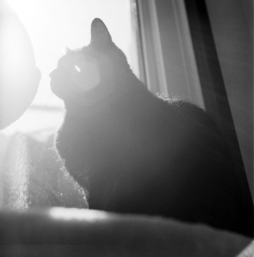 立派なオッサンの黒猫氏｜ROLLEIFLEX 3.5F + Rolleinar 1 Bay II + Kentmere 400