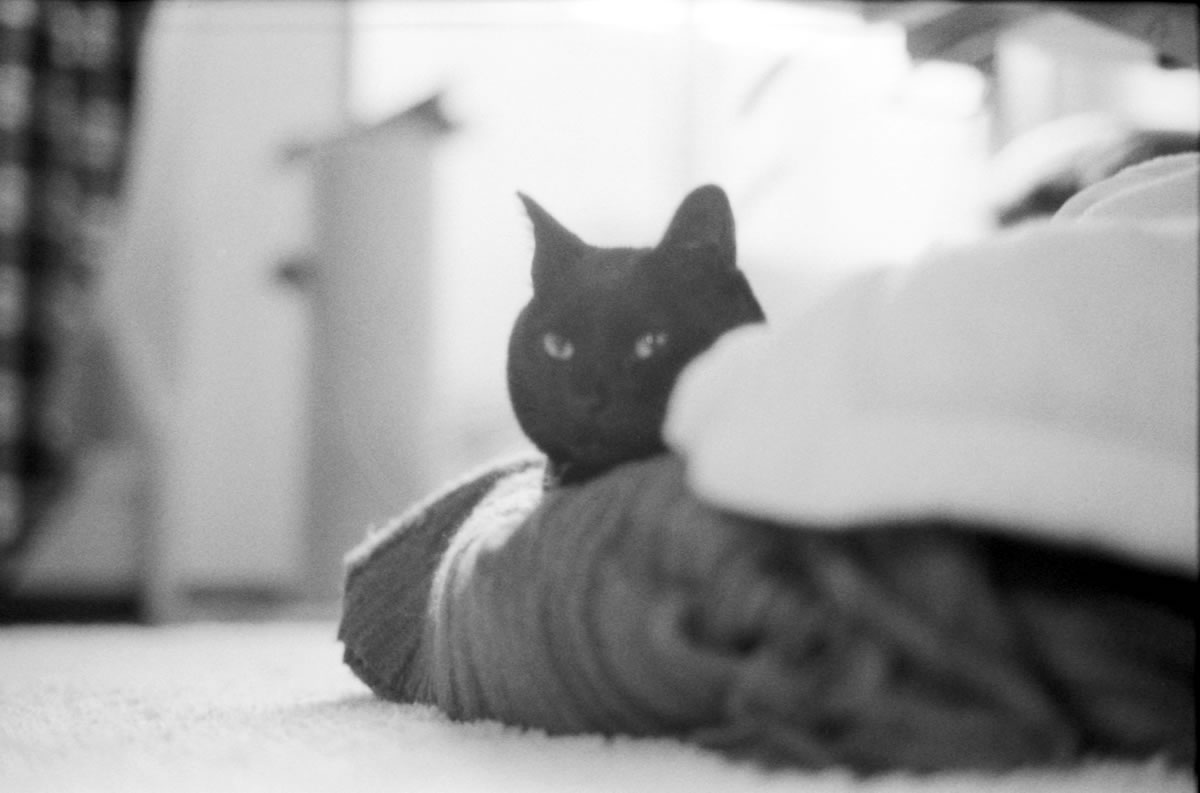 これからもフィルムライカで黒猫氏を記録しよう｜Leica M3 + C Sonnar T* 1.5/50 ZM + ILFORD HP5 PLUS