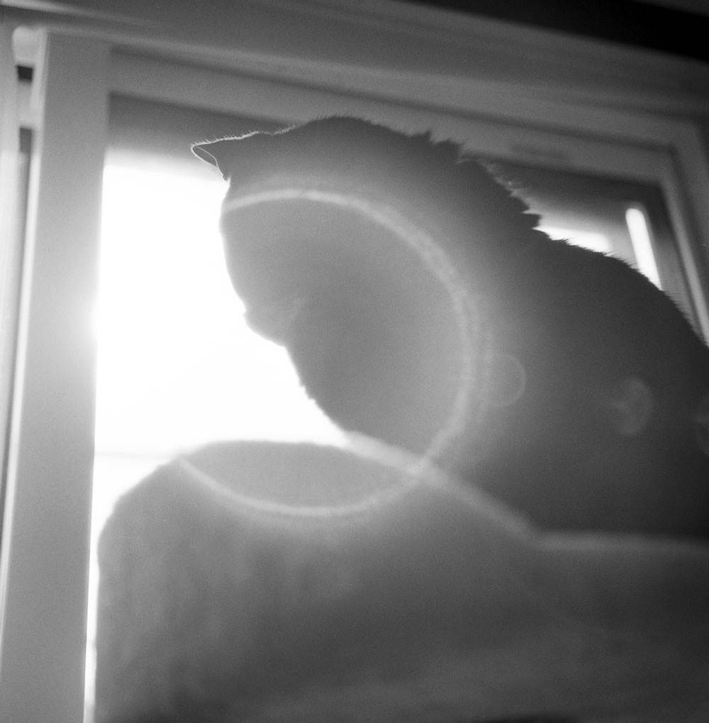 病院へ連れて行かれ傷心の黒猫氏|ROLLEIFLEX 3.5F + Rolleinar 1 Bay II + Kentmere 400