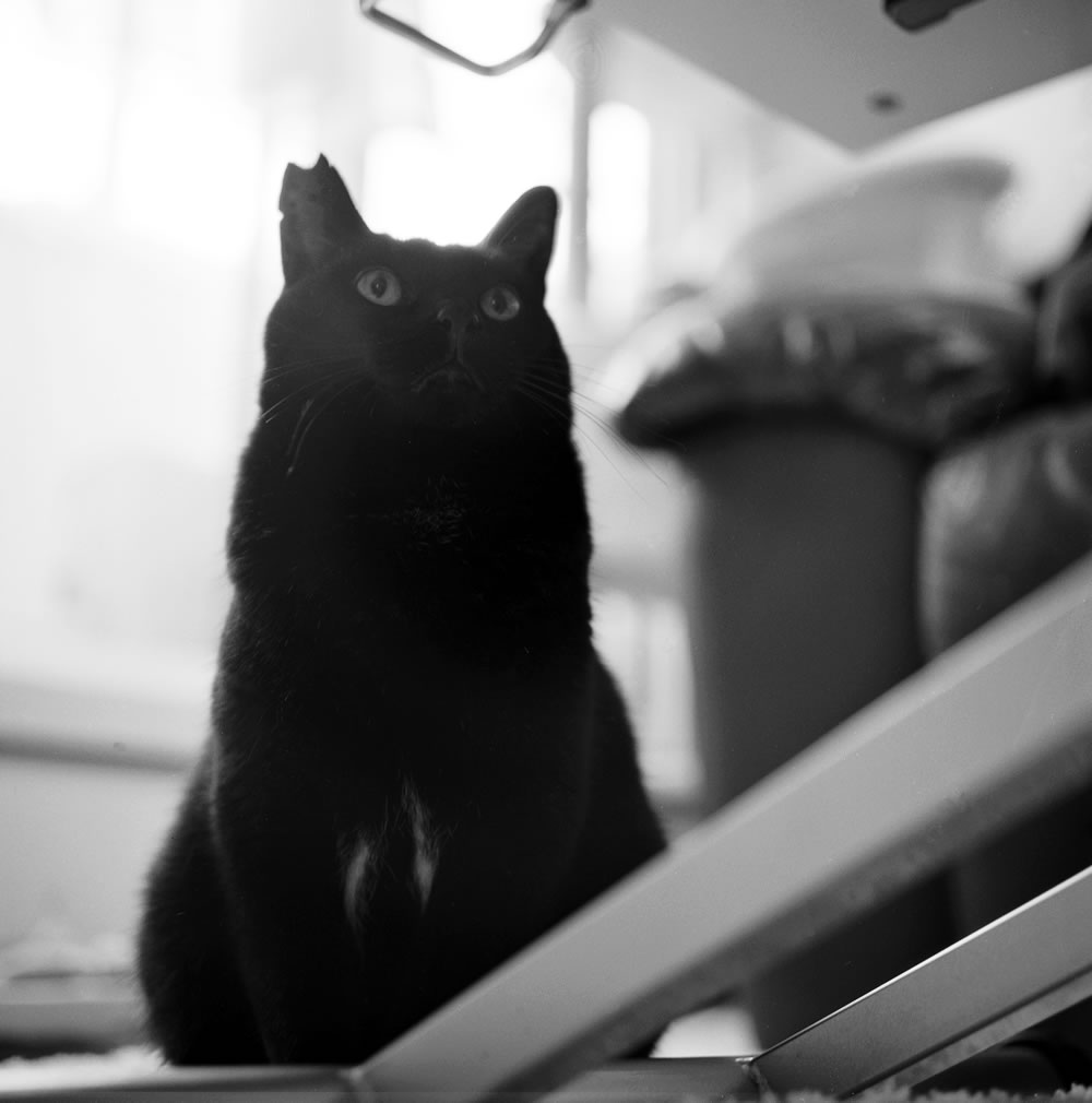 お気に入りの膝がなくなった！｜ROLLEIFLEX 3.5F + Rolleinar 1 Bay II + Kentmere 400