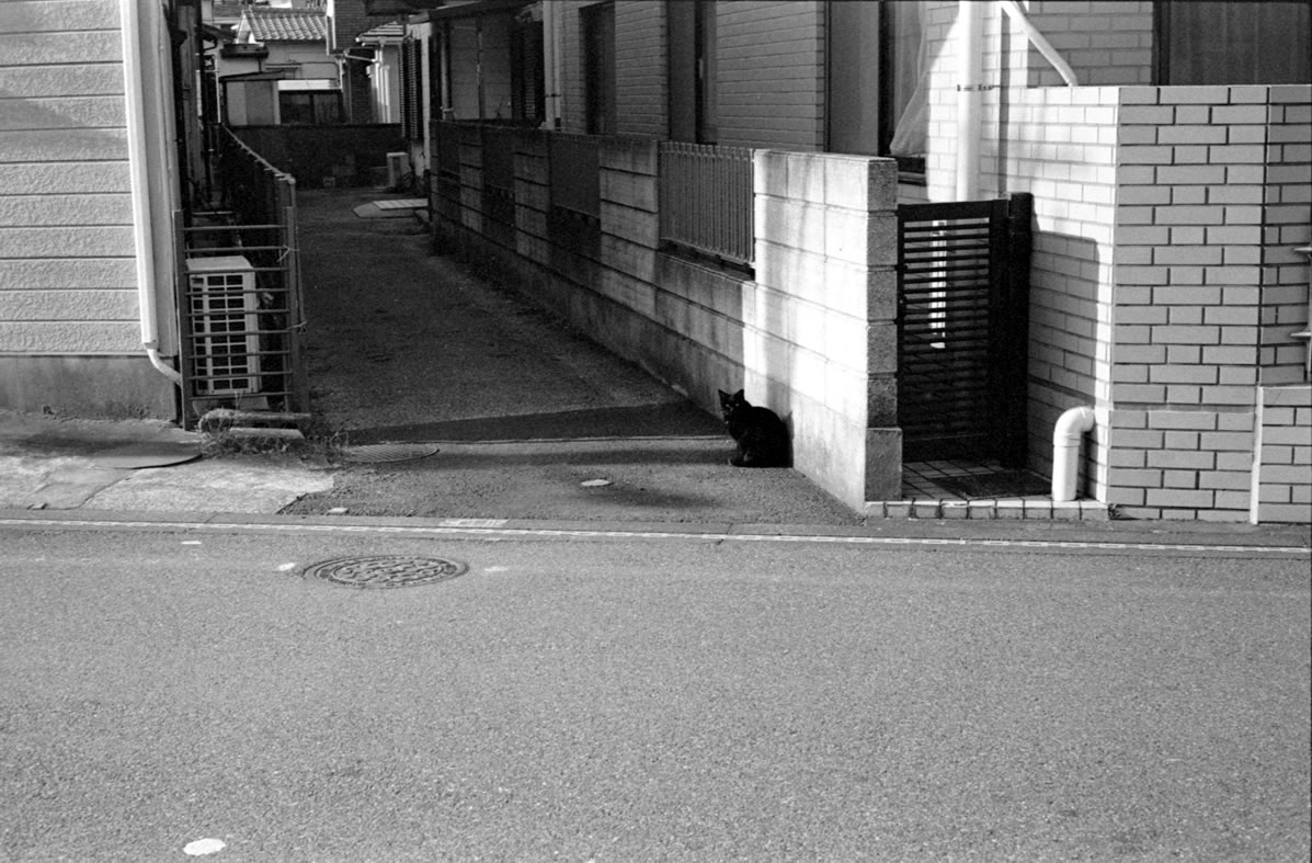 浦安の猫｜Leica M3 + C Sonnar T* 1.5/50 ZM + Fujifilm Neopan 400 Presto