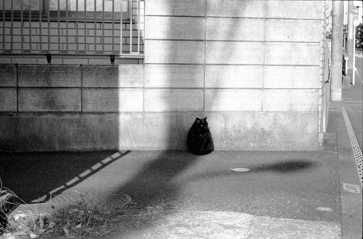 浦安の猫②｜Leica M3 + C Sonnar T* 1.5/50 ZM + Fujifilm Neopan 400 Presto