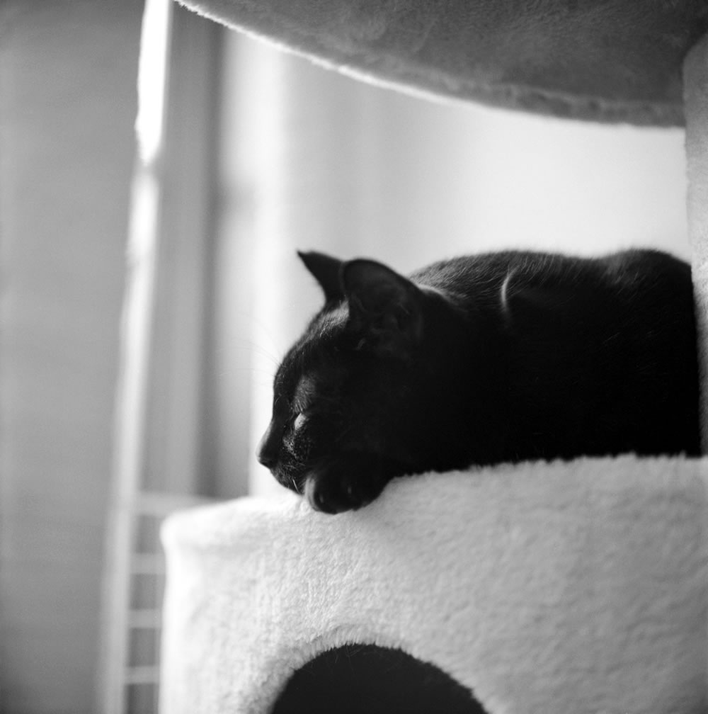 黒猫氏用にライカの寄れる50mmが切実にほしい｜ROLLEIFLEX 2.8F + Rolleinar 1 Bay III + ILFORD HP5 PLUS