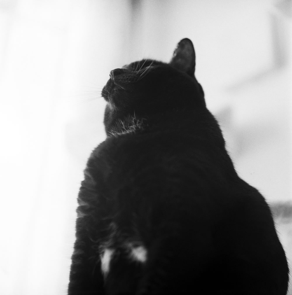 おもちゃに気を取られる黒猫氏｜ROLLEIFLEX 2.8F + Rolleinar 1 Bay III + Fomapan 400 Action