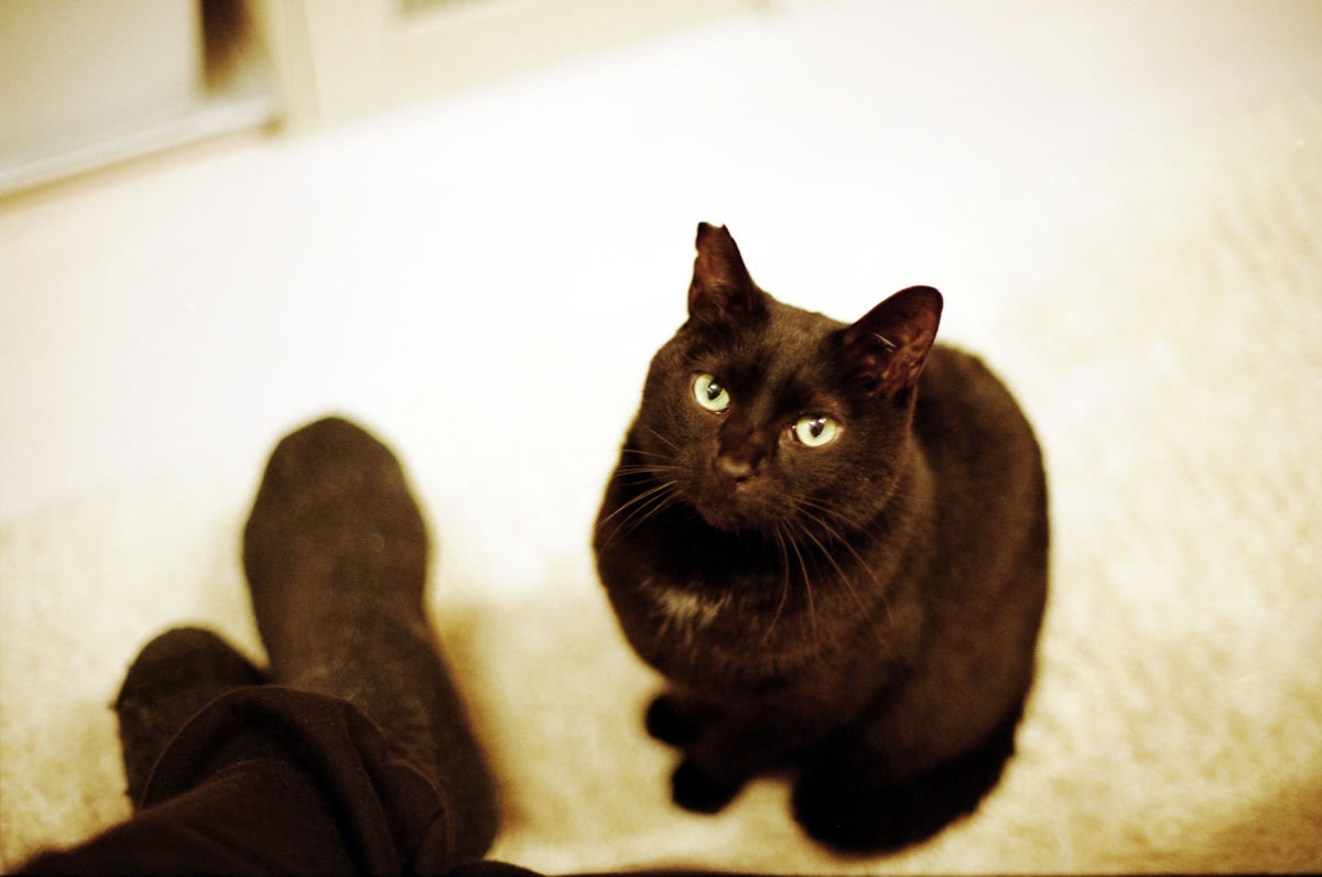 黒猫氏はいつでも構ってほしい（構ってほしいだけ）｜Nikon F3 Limited + AI Nikkor 50mm f/1.2S + KODAK GOLD 200