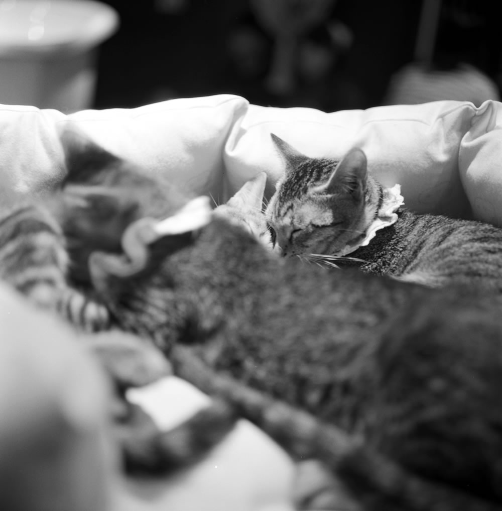 大半の猫はグースカ爆睡|ROLLEIFLEX 3.5F + Rolleinar 1 Bay II + Kentmere 400