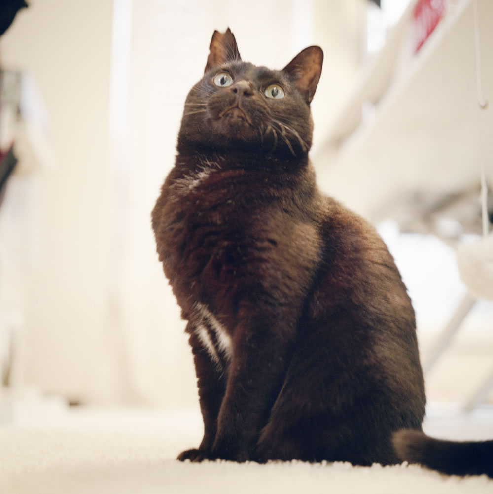 あったあった、膝復活！｜ROLLEIFLEX 3.5F + Rolleinar 1 Bay II + KODAK GOLD 200