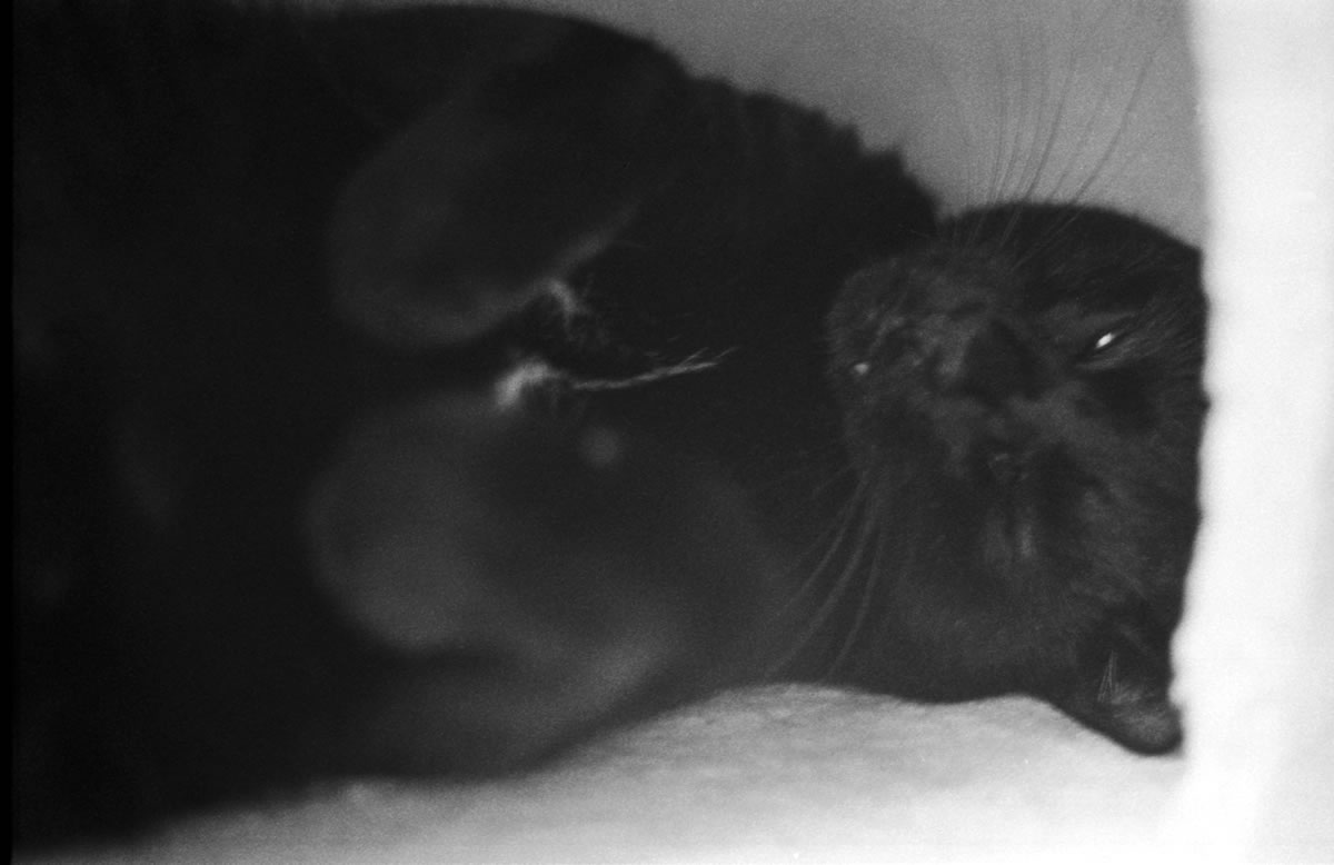 寝ぼけまなこな黒猫氏｜Leica M3 + DR Summicron 1:2/50mm + ILFORD HP5 PLUS