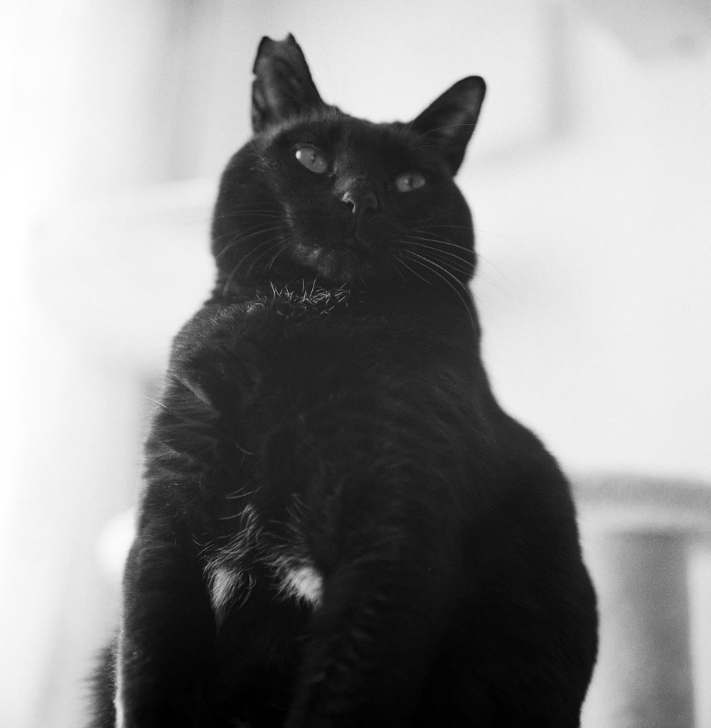 ローライで撮る黒猫氏はいいなぁ｜ROLLEIFLEX 2.8F + Rolleinar 1 Bay III + Fomapan 400 Action