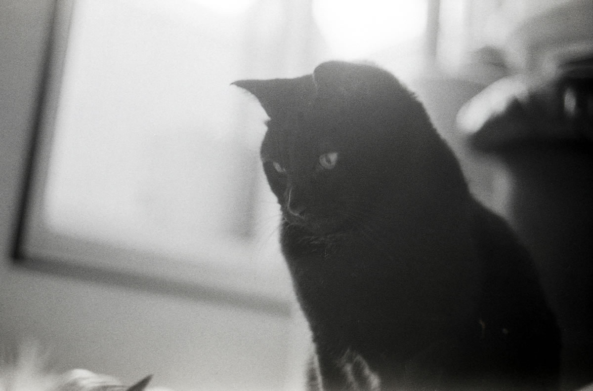 何かに興味津々な黒猫氏｜Leica M3 + DR Summicron 1:2/50mm + Marix 400