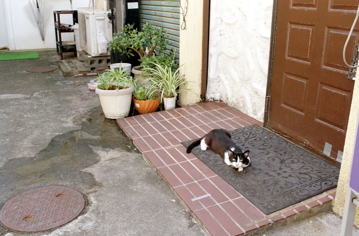 こちら銚子の猫|Nikon F3 Limited + AI Nikkor 35mm f/1.4S + KODAK ColorPlus 200
