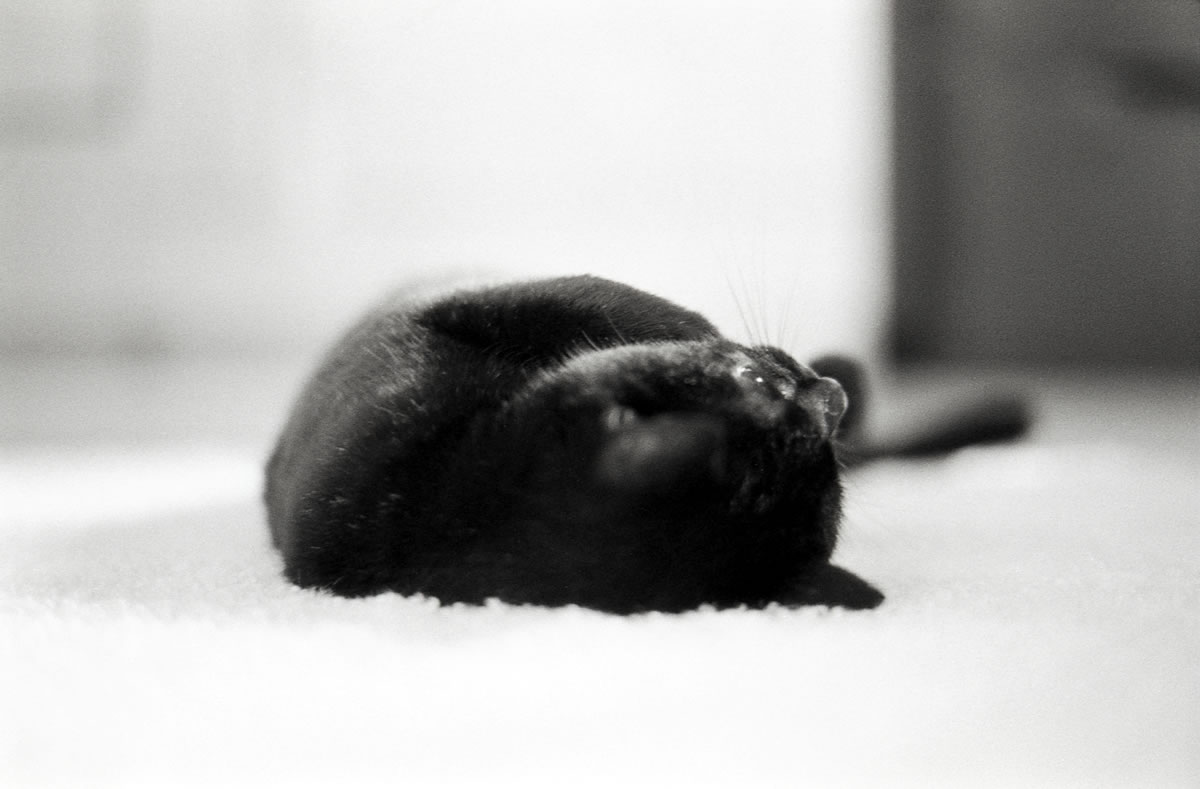 カワイイ黒猫が撮れました|(仮)Nikon F3 Limited + AI Nikkor 35mm f/1.4S + Marix 400