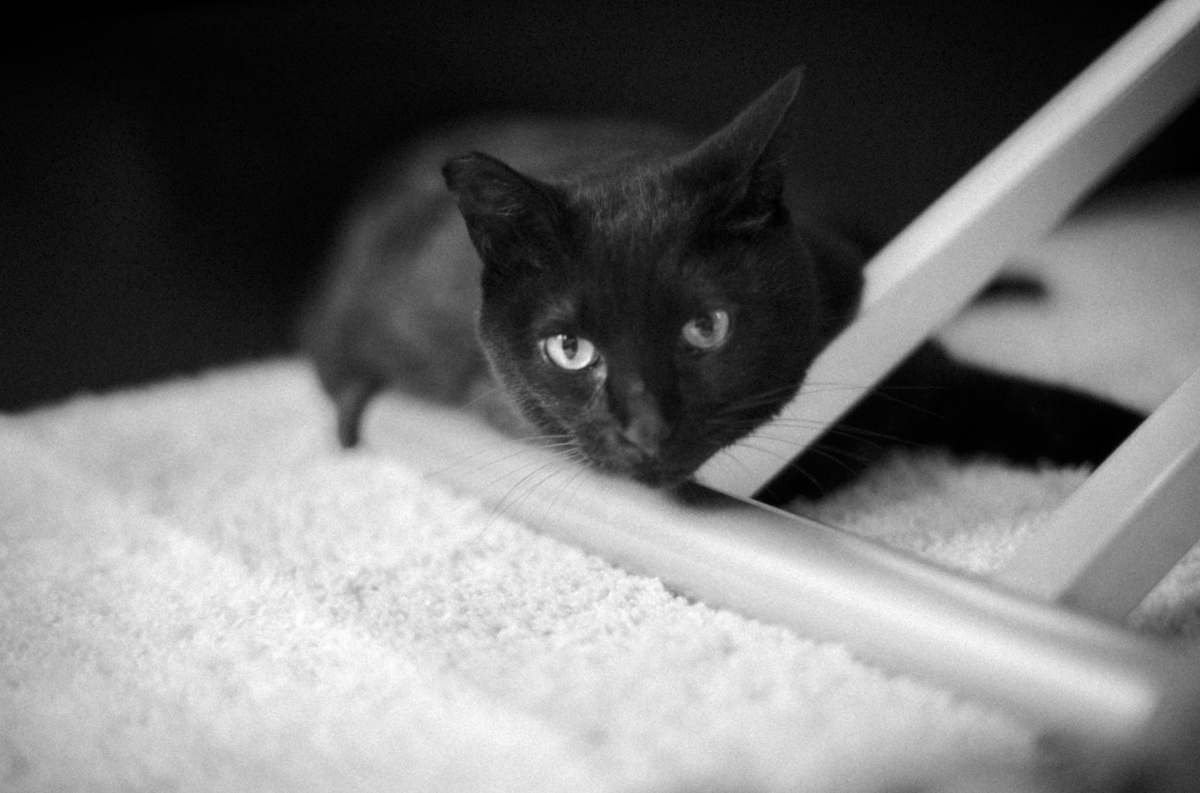 黒猫氏はコロナ大丈夫だろうか｜Leica M10 Monochrom + SUMMILUX-M f1.4/50mm ASPH.