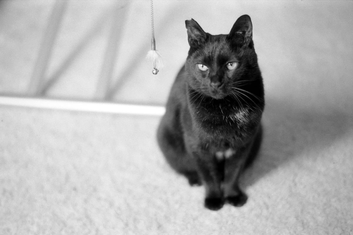 もっといっぱい撮れよと言われている気がする(＾ω＾)｜Leica M5 + SUMMILUX-M f1.4/50mm ASPH. + Marix 400