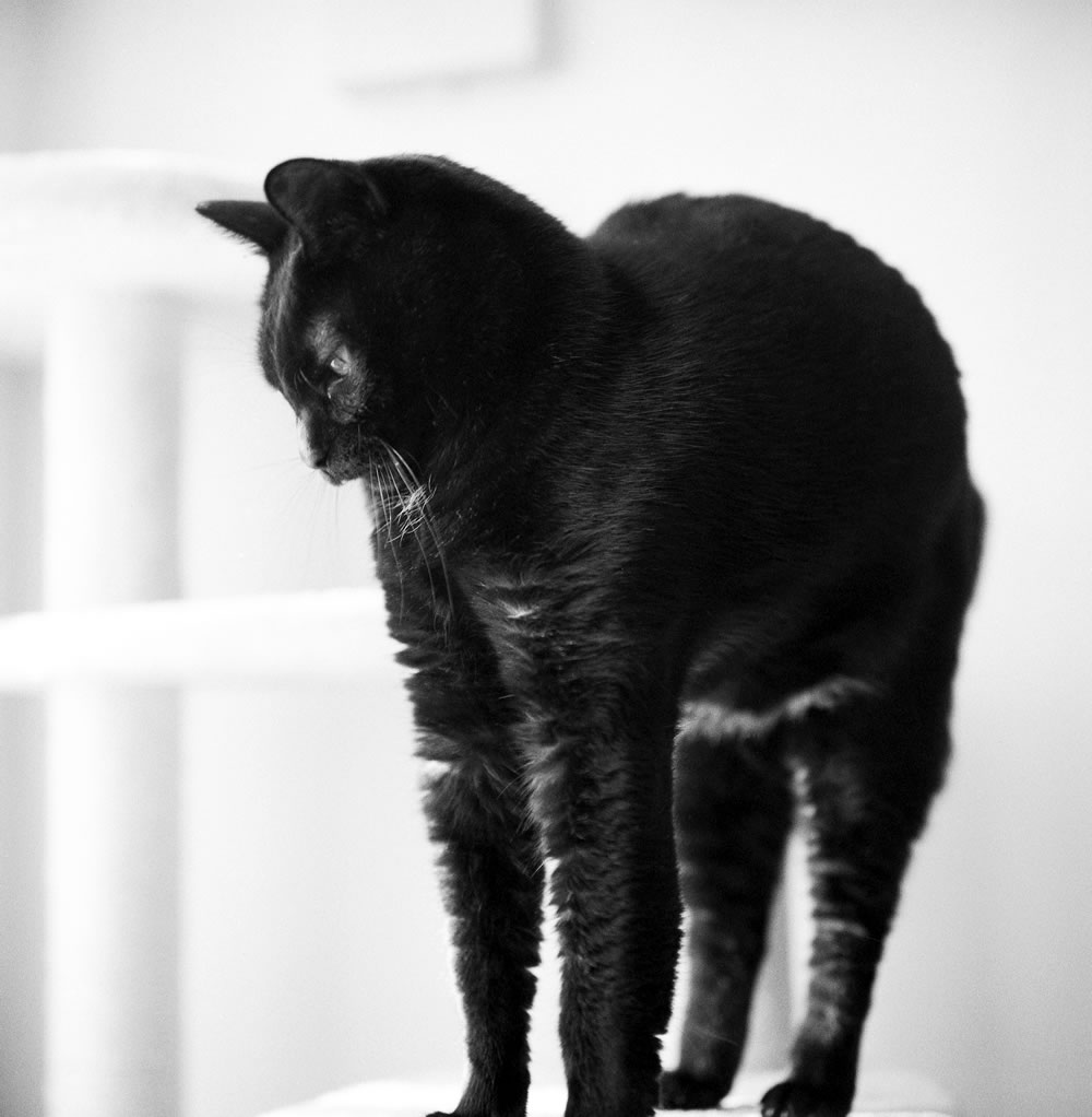 今日も黒猫氏をたくさん撮れました｜ROLLEIFLEX 2.8F + Rolleinar 1 Bay III + Fomapan 400 Action