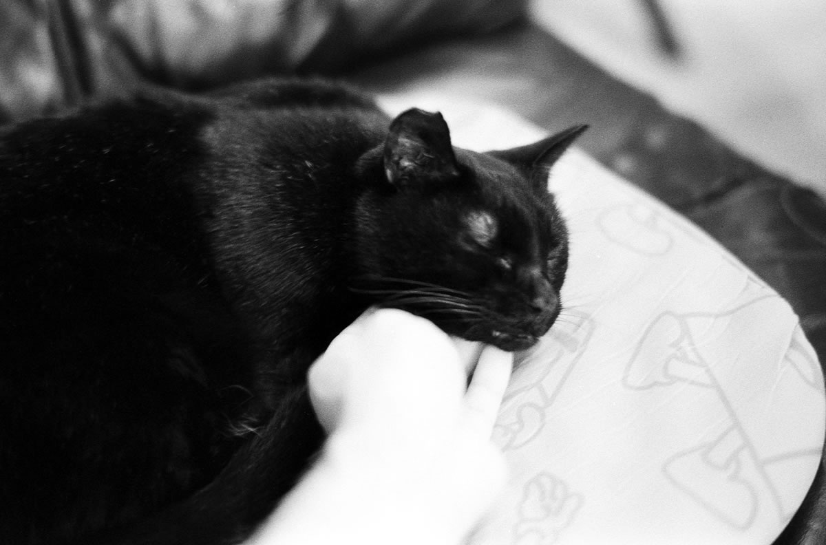 「ここをなでろ」と要求する黒猫氏|Leica M5 + SUMMILUX-M f1.4/50mm ASPH. + Marix 400