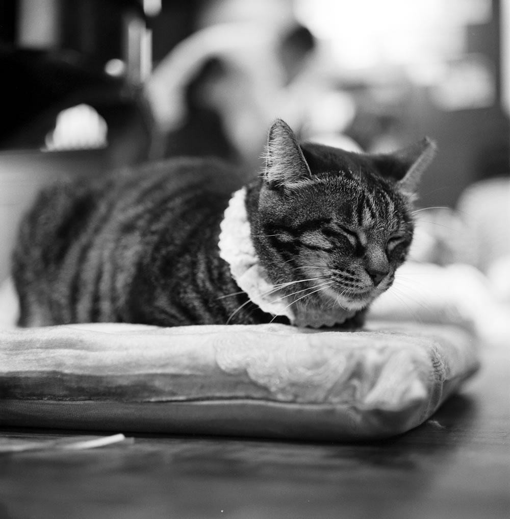 この週末、「保護猫喫茶 十条にゃんこ亭」を訪れてみるのはどうでしょう??|ROLLEIFLEX 3.5F + Rolleinar 1 Bay II + Kentmere 400