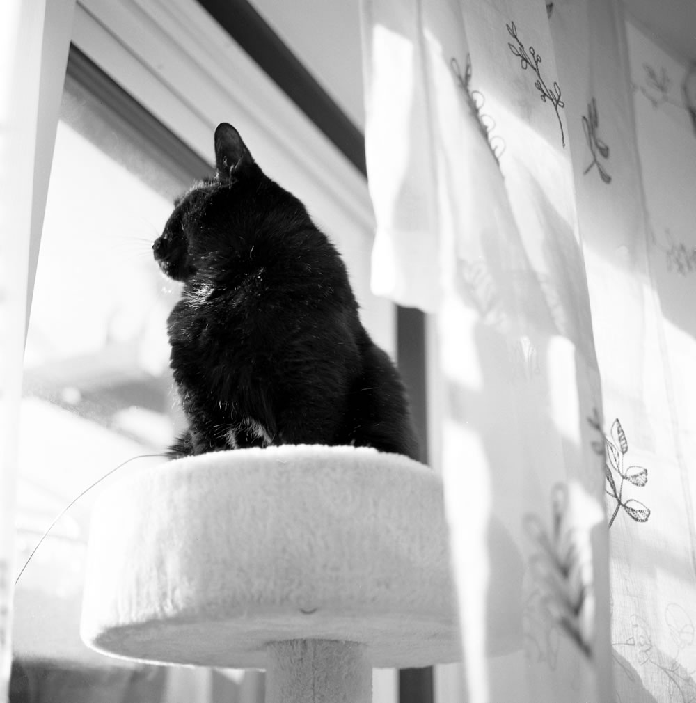 普段はそっけない黒猫氏｜ROLLEIFLEX 3.5F + Rolleinar 1 Bay II + Kentmere 400