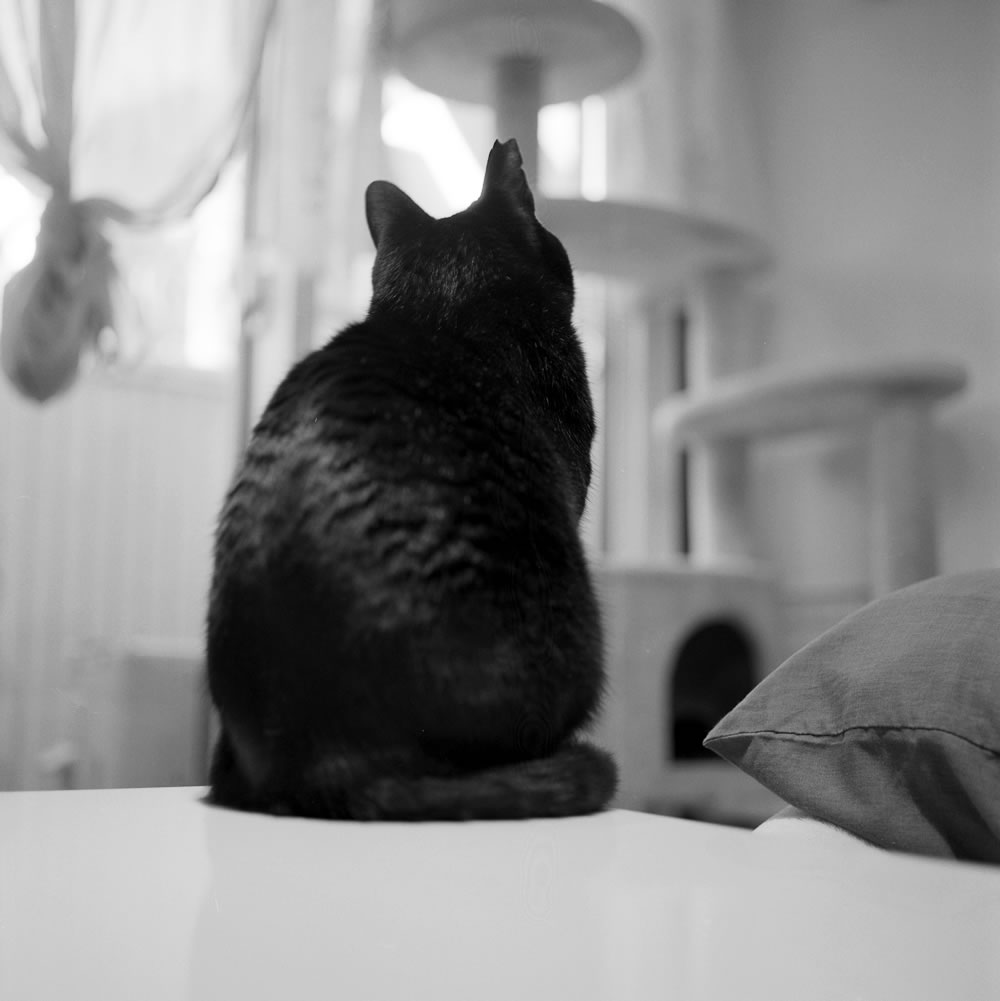 黒猫氏は立派なイエネコになったかな?|ROLLEIFLEX 3.5F + Rolleinar 1 Bay II + Kentmere 400
