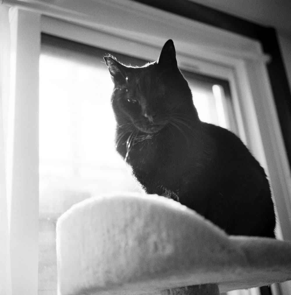 カメラを買おう、大切な家族のために|ROLLEIFLEX 3.5F + Rolleinar 1 Bay II + Kentmere 400