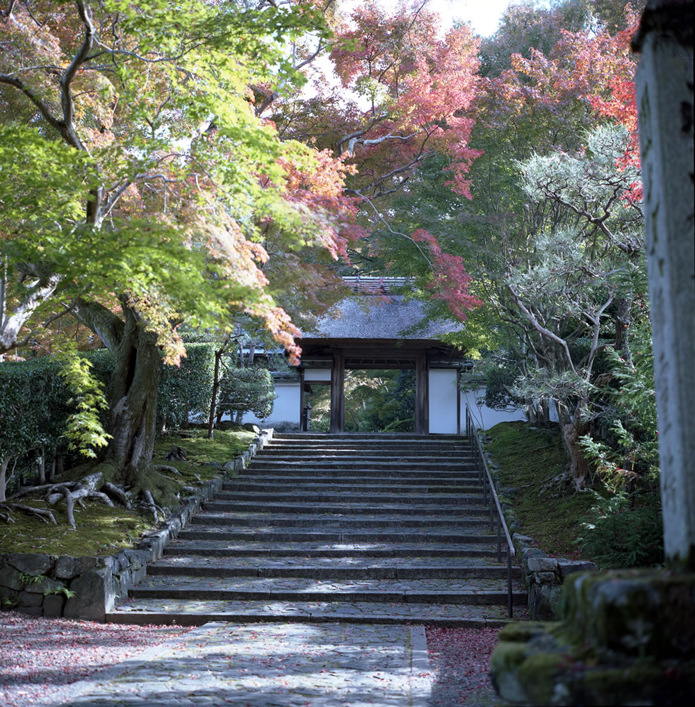 ローライフレックスで撮るお寺の入り口の階段｜ROLLEIFLEX 2.8F + KODAK PORTRA 160