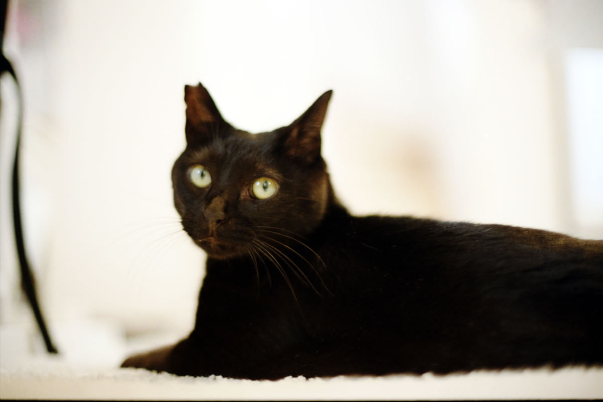 何か良いことあるのけ？｜Nikon F3 Limited + AI Nikkor 50mm f/1.2S + KODAK Color Plus 200