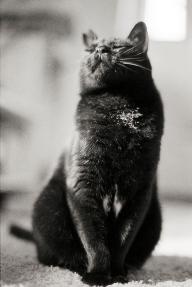 フィルムカメラの撮影情報、どうやって覚えておけばいいのか・・・|(仮)Nikon F3 Limited + AI Nikkor 35mm f/1.4S + Marix 400