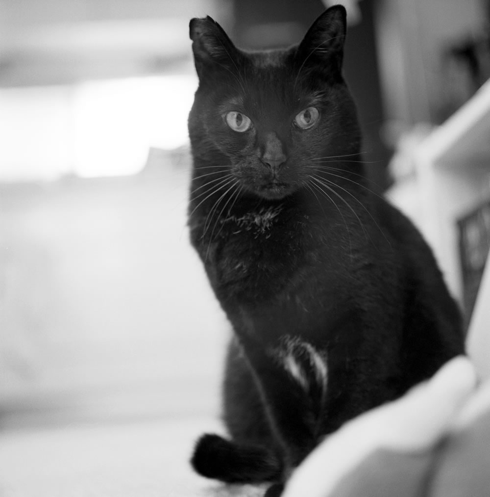 このオッサンがいつまでも健康で幸せでありますように｜ROLLEIFLEX 3.5F + Rolleinar 1 Bay II + Kentmere 400