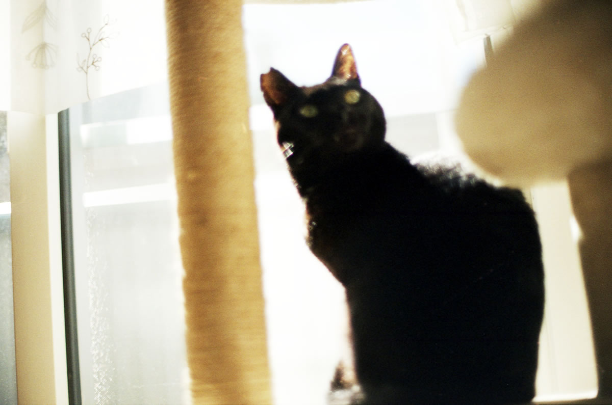 4年経った今も家人は黒猫氏にベタ惚れです|Nikon F3 Limited + AI Nikkor 50mm f/1.2S + KODAK GOLD 200