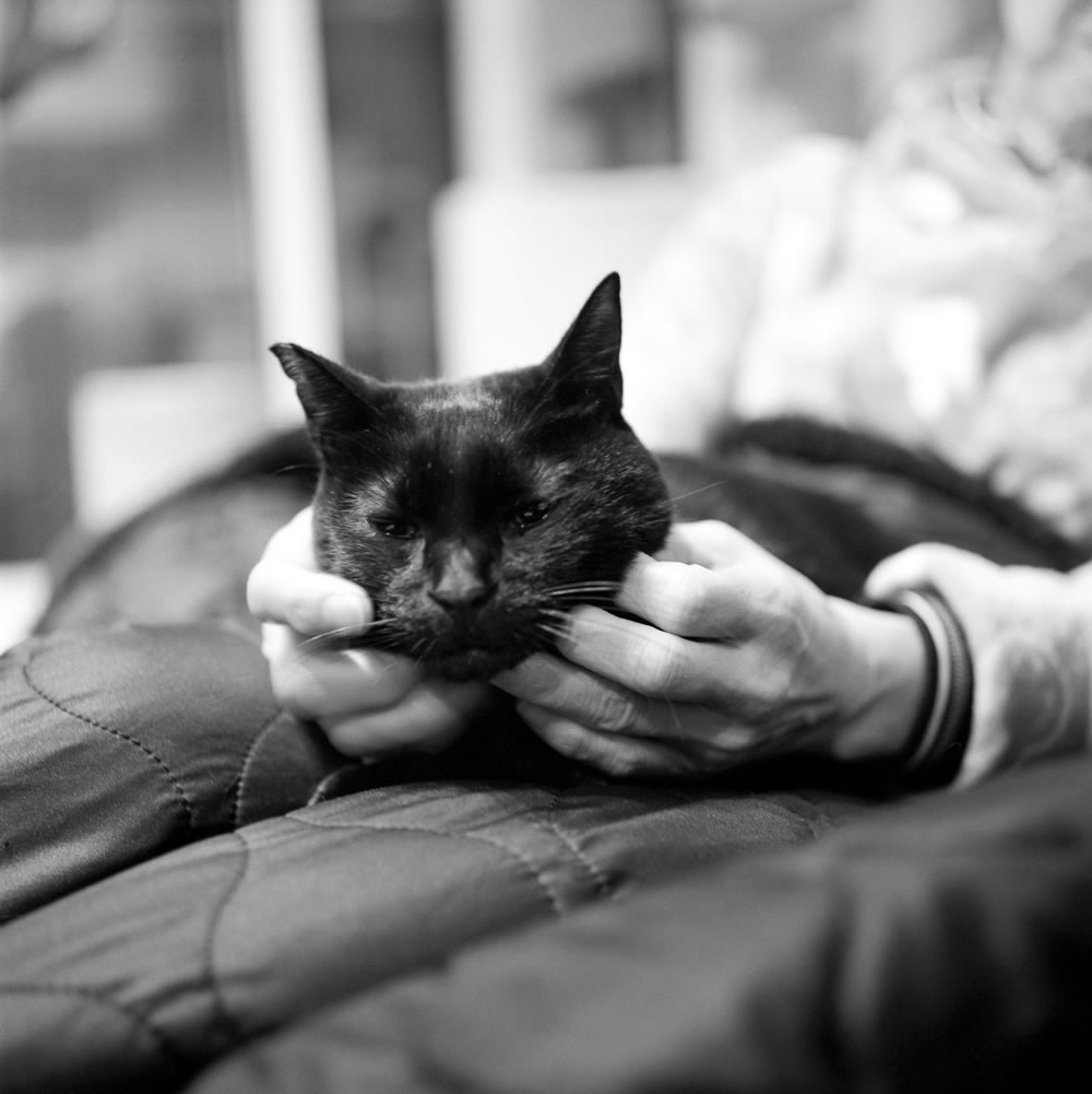 季節が過ぎた今も黒猫氏は膝の上にやってきます|ROLLEIFLEX 3.5F + Rolleinar 1 Bay II + Kentmere 400
