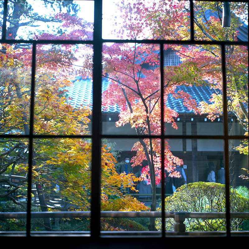 中庭の紅葉を眺める｜ROLLEIFLEX 2.8F + KODAK PORTRA 160