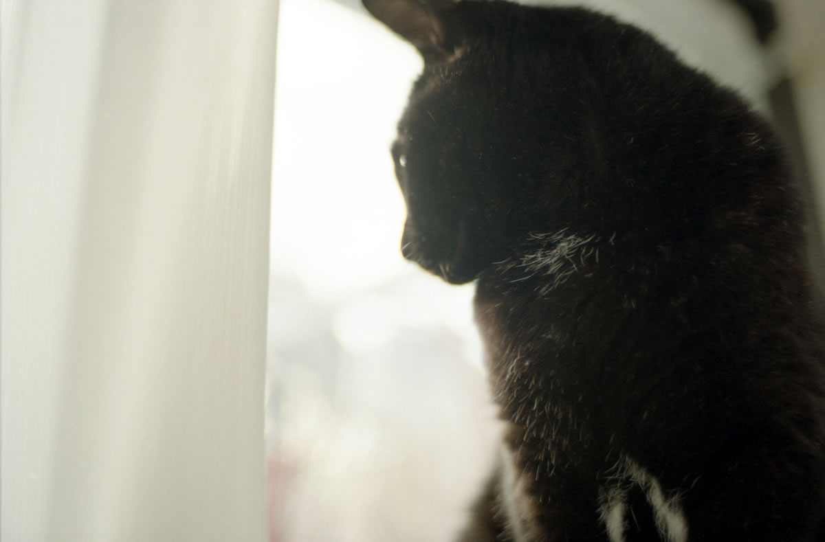 視力の悪さで親近感（知らんがな｜Nikon F3 Limited + AI Nikkor 35mm f/1.4S + KODAK ColorPlus 200