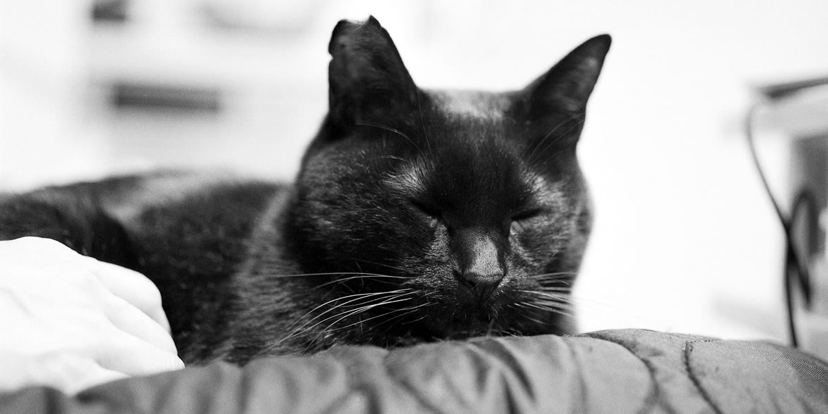 黒猫氏、病院へ行く|ROLLEIFLEX 3.5F + Rolleinar 1 Bay II + Kentmere 400