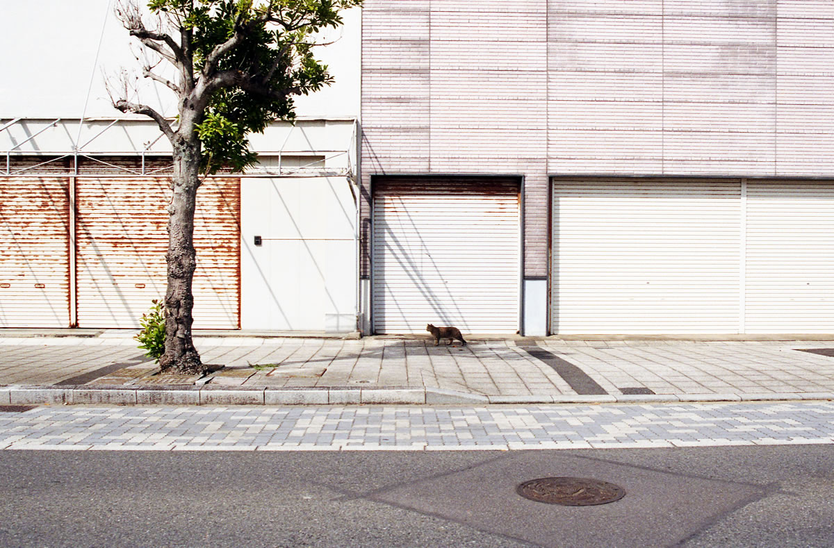 昼下がりの街を歩く猫|Nikon F3 Limited + AI Nikkor 35mm f/1.4S + KODAK ColorPlus 200