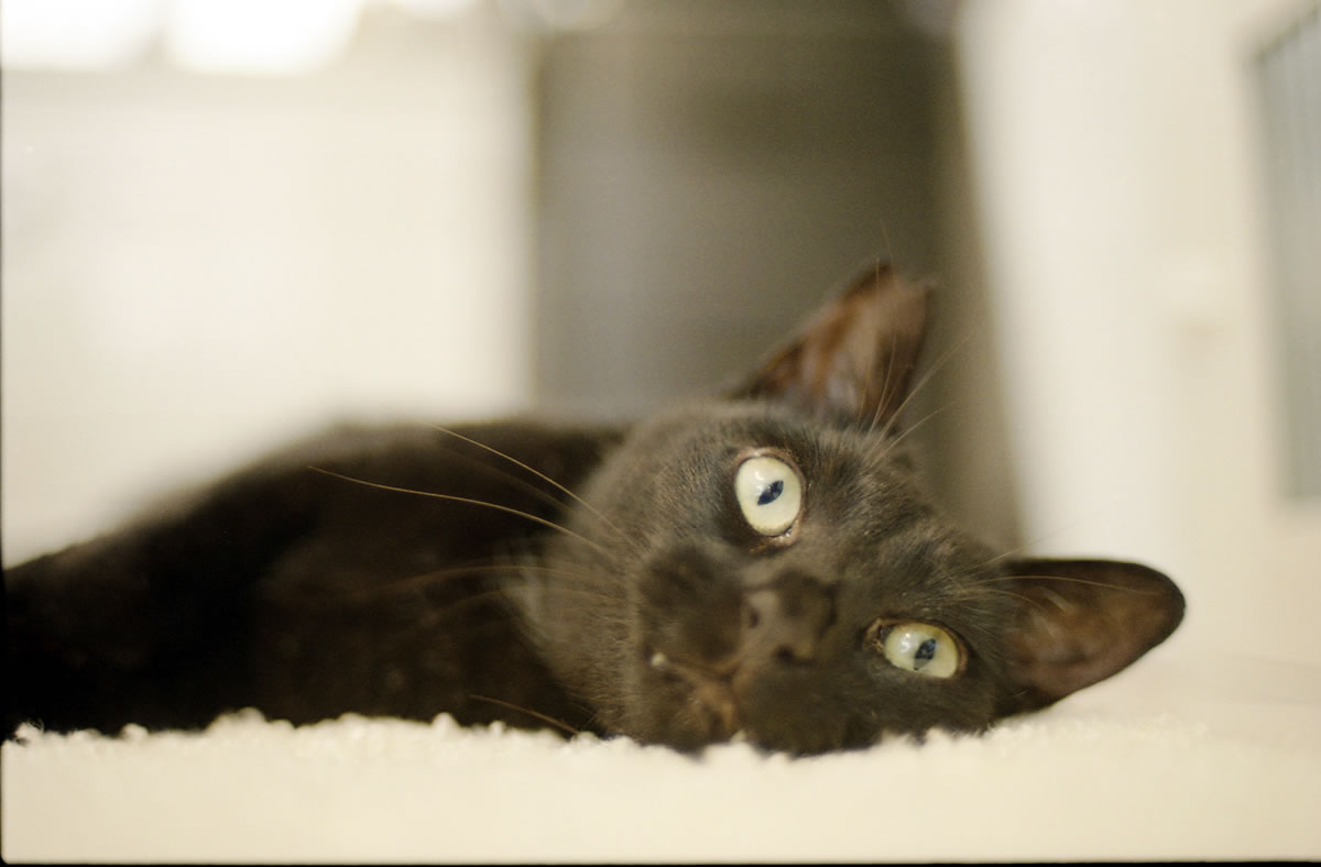 えぇ服の中に入れって？？｜Nikon F3 Limited + AI Nikkor 50mm f/1.2S + KODAK Color Plus 200