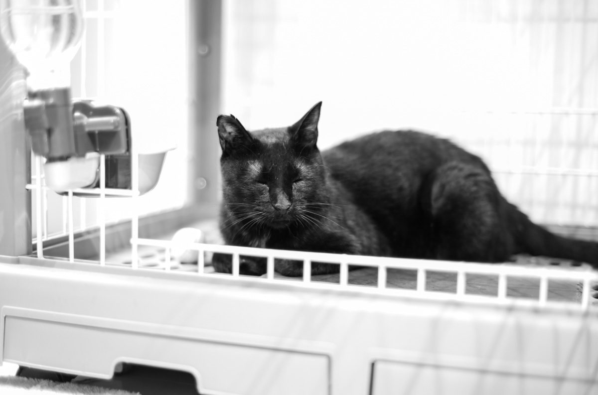 人間を怖がらなくなってきた黒猫氏｜Leica M10 Monochrom + C Sonnar T* 1.5/50 ZM