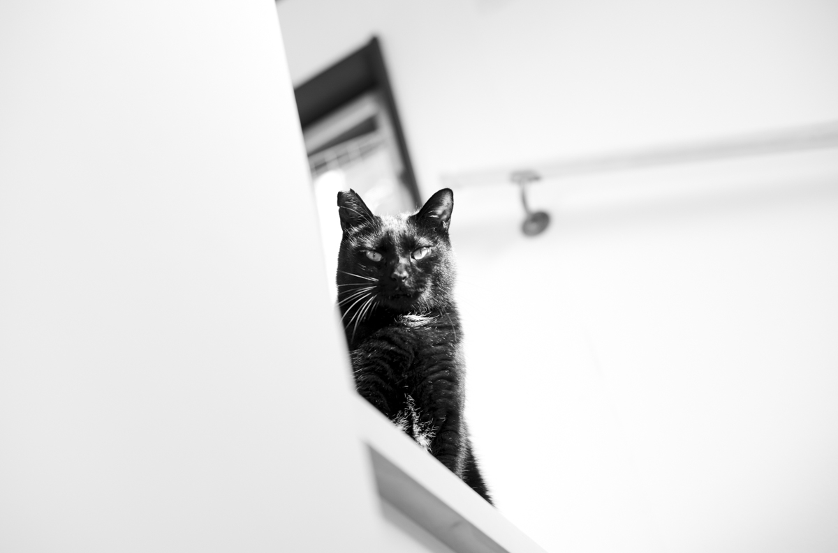 ふと見上げたら黒猫氏と目が合った｜Leica M10 Monochrom + C Sonnar T* 1.5/50 ZM