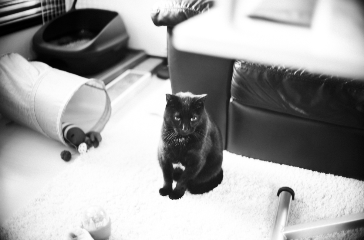 寒くなって黒猫氏が居間にいる時間が増えた｜Leica M10 Monochrom + Canon 35mm f1.5