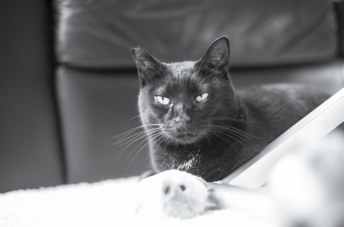 M10とDRズミクロンで黒猫氏①｜Leica M10 Monochrom + DR Summicron 1:2/50mm