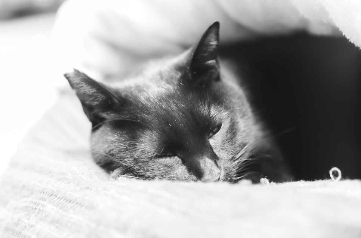 寒さで丸まる黒猫氏｜Leica M10 Monochrom + C Sonnar T* 1.5/50 ZM