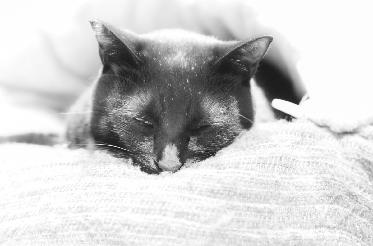 寒さで丸まる黒猫氏｜Leica M10 Monochrom + C Sonnar T* 1.5/50 ZM