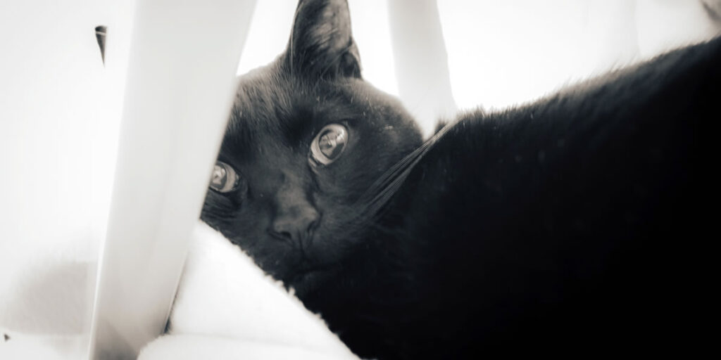 Canon3515で黒猫氏を接写してみた|Leica M10 Monochrom + Canon 35mm f1.5