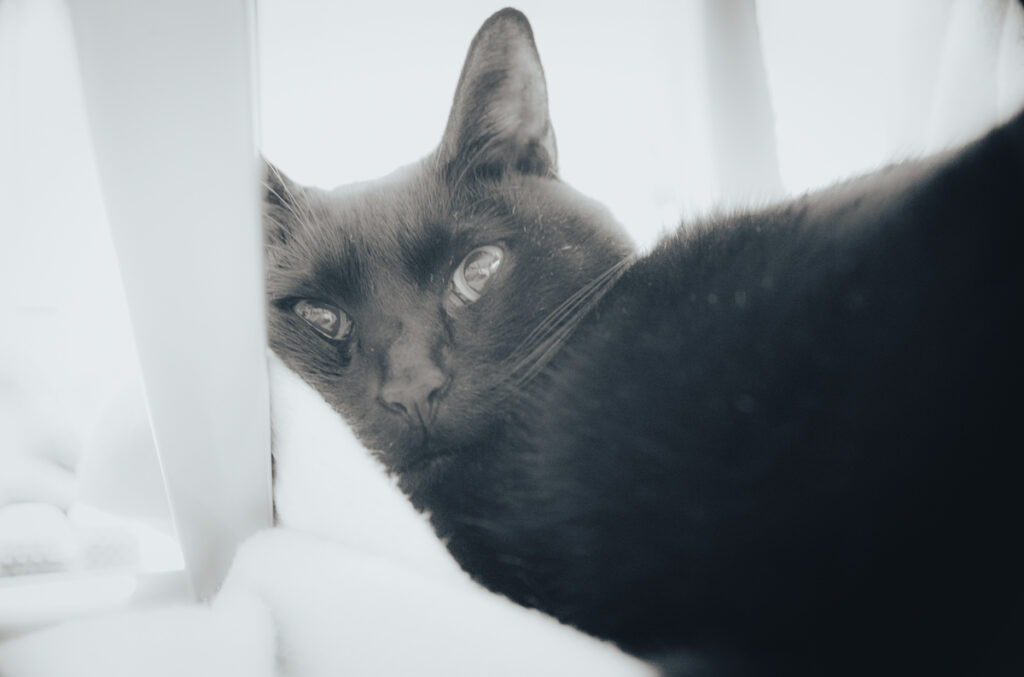 Canon3515特有のケラレがないぞ?|Leica M10 Monochrom + Canon 35mm f1.5