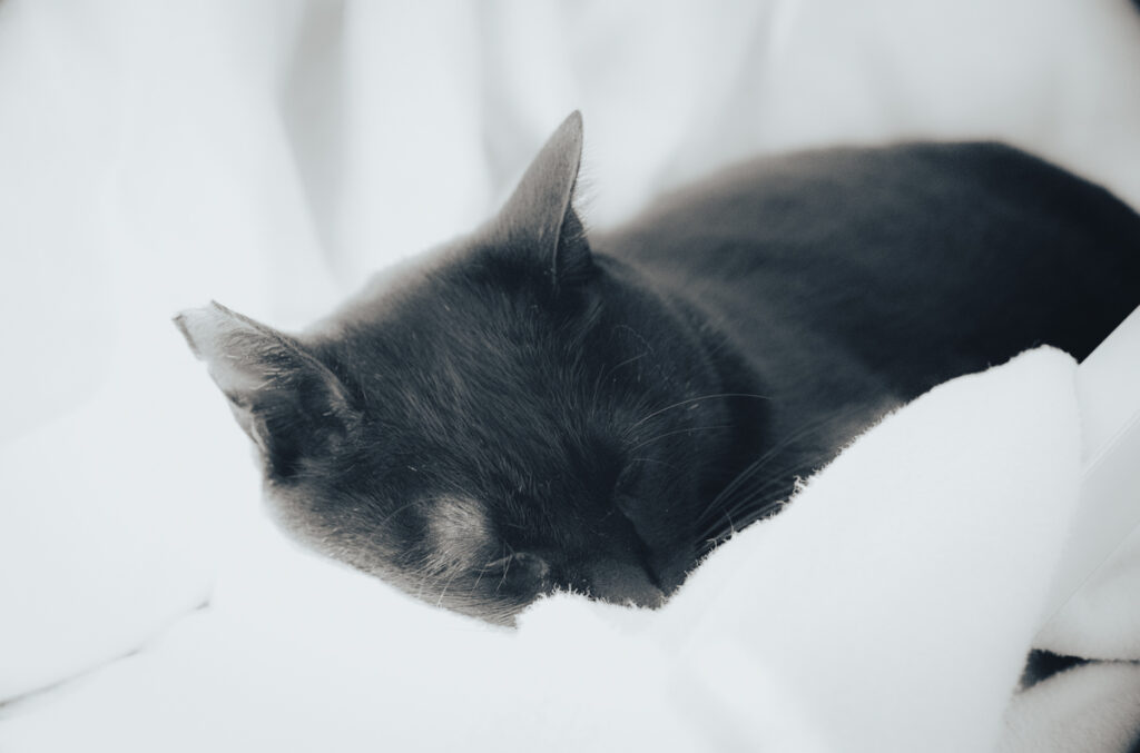 黒猫氏、なんて可愛いんでしょう｜Leica M10 Monochrom + Canon 35mm f1.5