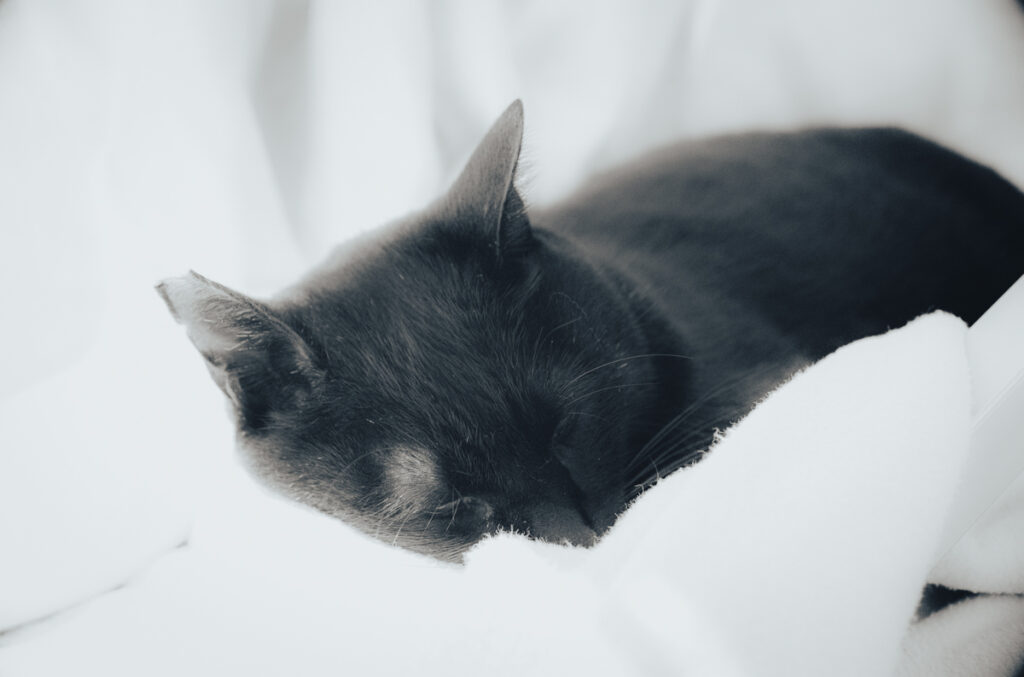 黒猫氏、なんて可愛いんでしょう|Leica M10 Monochrom + Canon 35mm f1.5