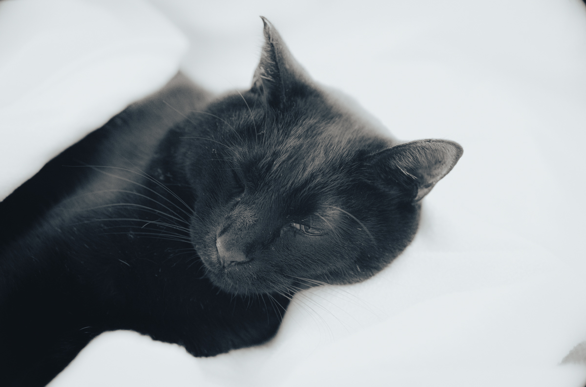 ISO6400とは思えない超微粒子｜Leica M10 Monochrom + Canon 35mm f1.5